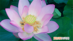 荷花象征着什么荷花具备哪些特点