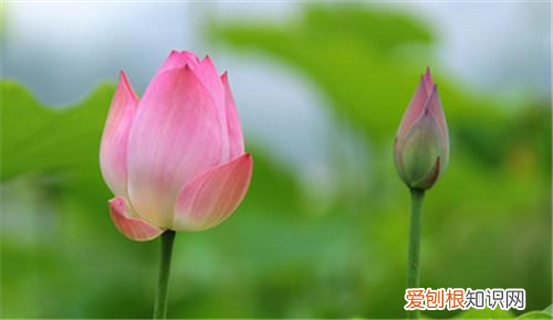 荷花象征着什么荷花具备哪些特点