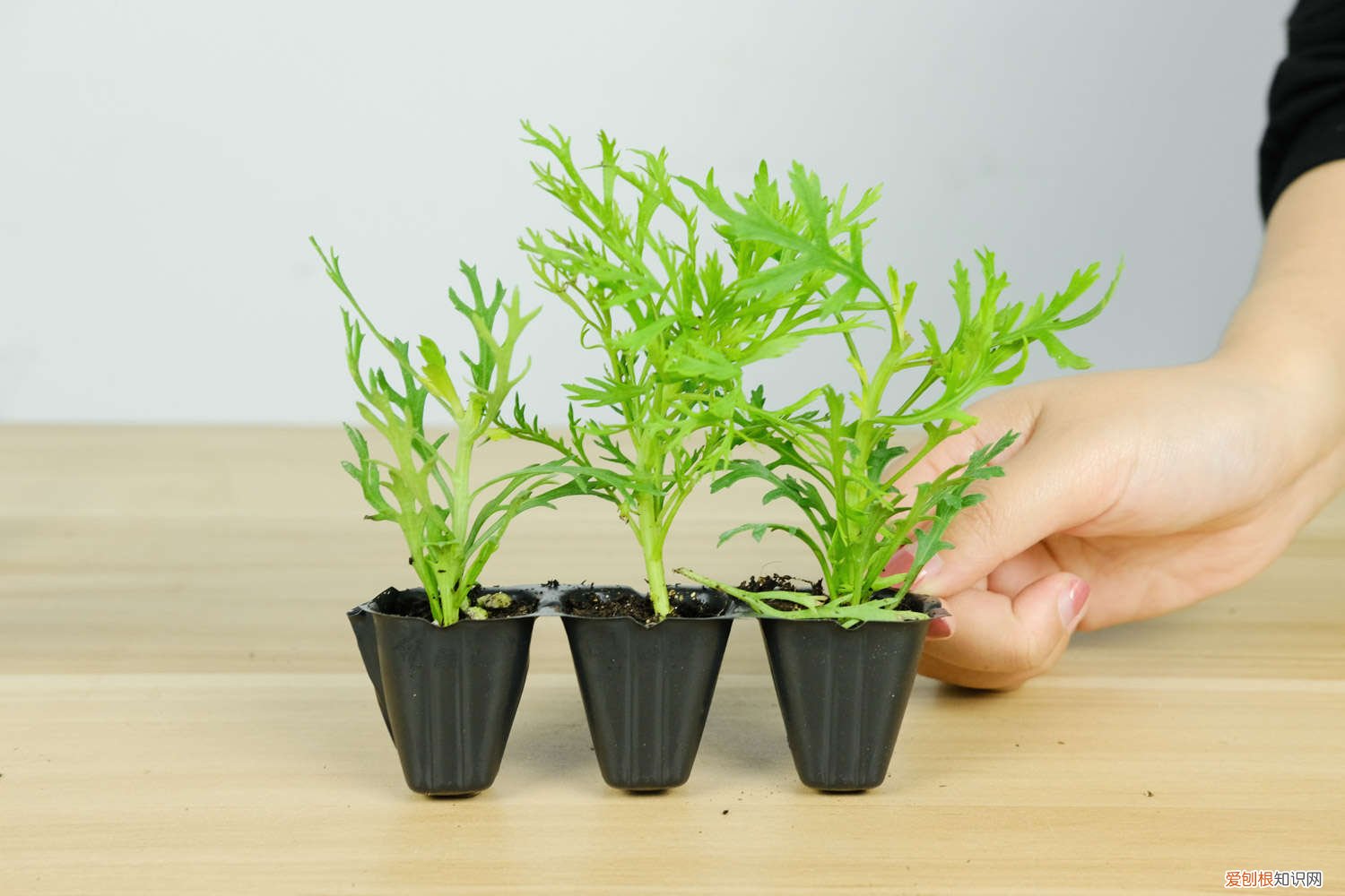 玛格丽特花怎么养修剪 玛格丽特花怎么养