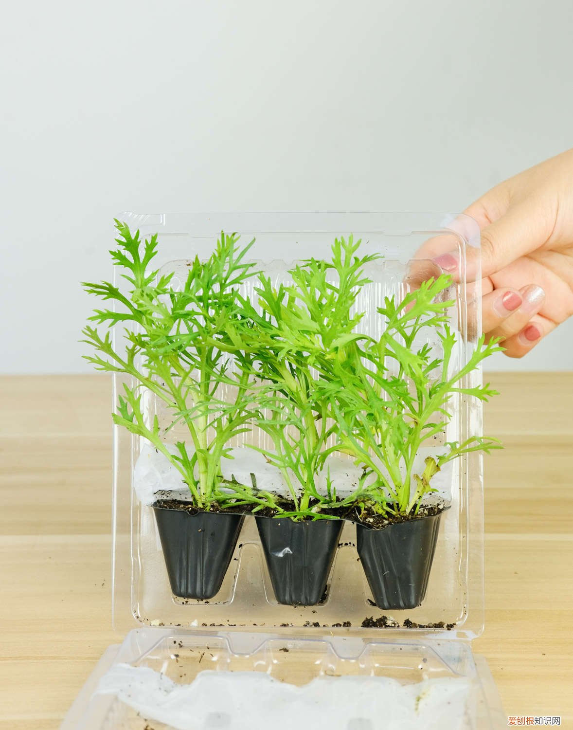 玛格丽特花怎么养修剪 玛格丽特花怎么养