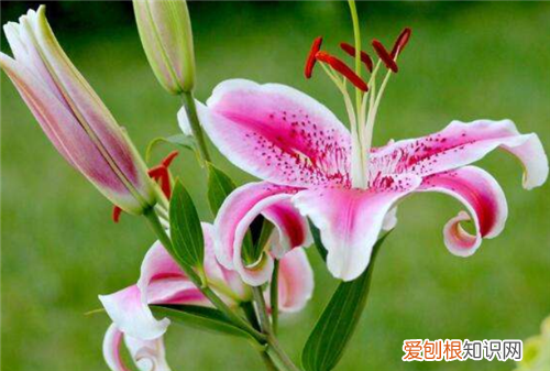 百合花怎么养如何正确种植百合花