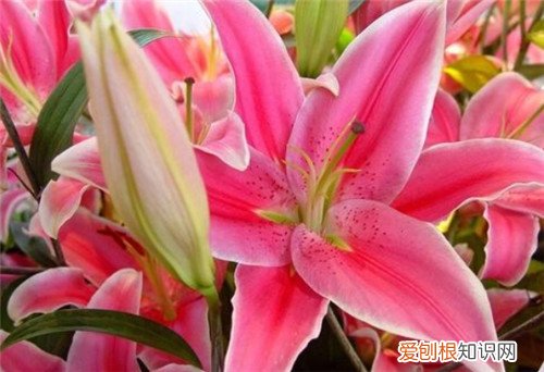 百合花怎么养如何正确种植百合花