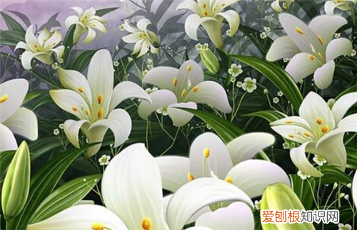 百合花怎么养如何正确种植百合花