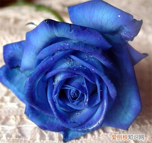 蓝色妖姬花语 蓝色妖姬是什么花