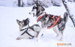养一公一母两只狗要注意什么事项 养一公一母两只狗要注意什么