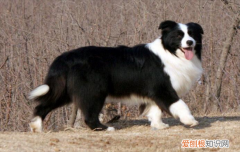 边牧特点与性格分析 边牧特点与性格
