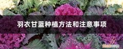 羽衣甘蓝种植方法和注意事项视频 羽衣甘蓝种植方法和注意事项