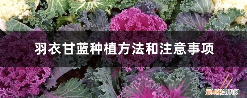 羽衣甘蓝种植方法和注意事项视频 羽衣甘蓝种植方法和注意事项
