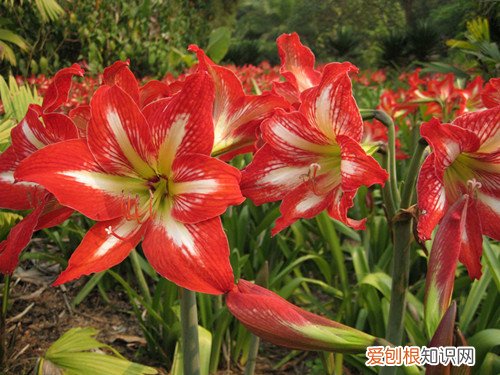 鹤顶红花叶子黄是什么原因 鹤顶红花养殖方法