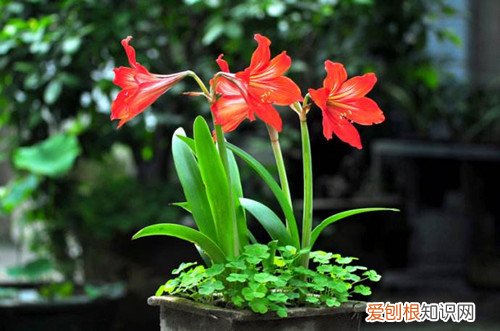 鹤顶红花叶子黄是什么原因 鹤顶红花养殖方法