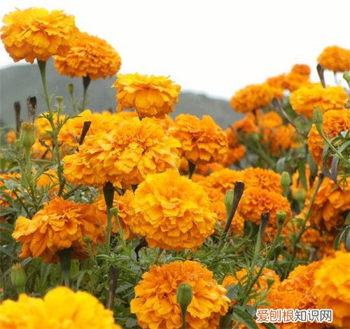 菊花有什么意义 菊花的花语是什么