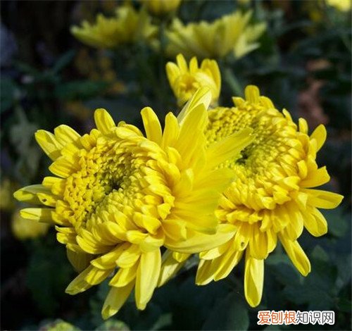 菊花有什么意义 菊花的花语是什么