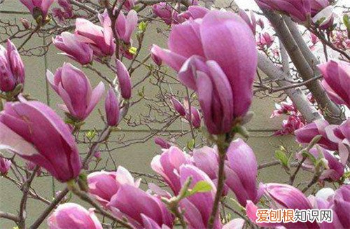玉兰花是什么颜色的啊 什么颜色的玉兰花可以食用