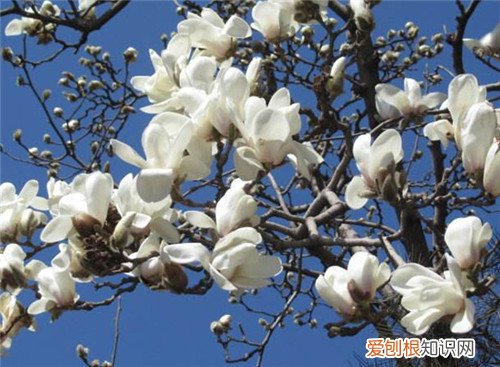 玉兰花是什么颜色的啊 什么颜色的玉兰花可以食用