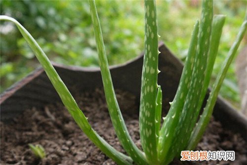芦荟浇水有什么讲究 芦荟浇太多水怎么办