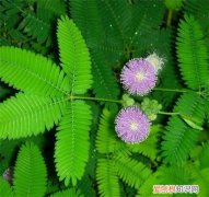 含羞草有毒吗 孕妇可以养含羞草吗