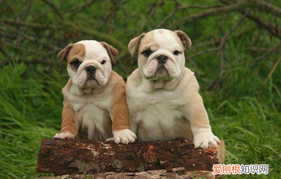 英国斗牛犬适合家养吗 为什么不建议养英国斗牛犬