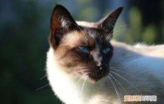 五个月的暹罗猫颜色稳定下来没有 小暹罗猫几个月变色