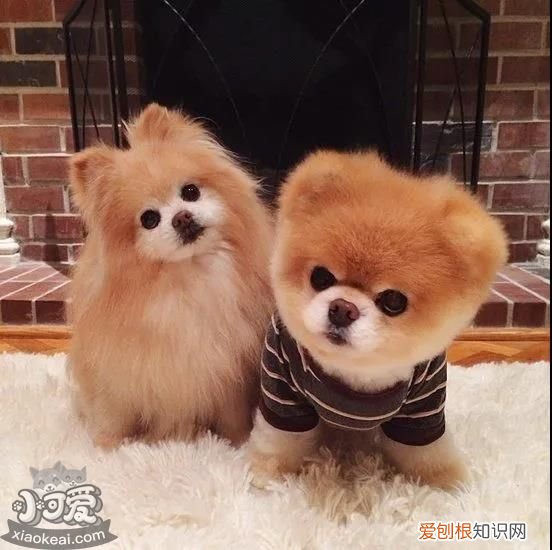 纯种狗和串串狗哪个好 过来人告诉你，纯种狗和串串狗区别之大！