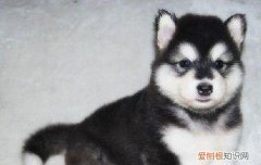 养阿拉斯加幼犬需要准备什么东西 养阿拉斯加需要准备什么东西?