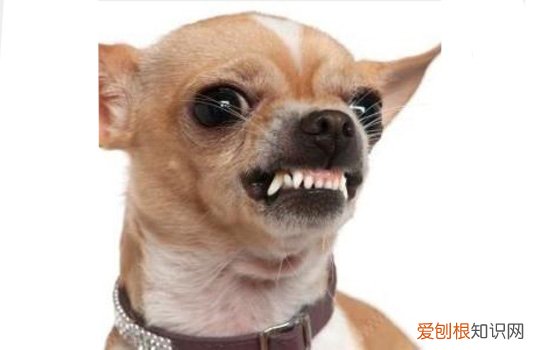 明星狗狗的名字 各大明星养的宠物狗名字