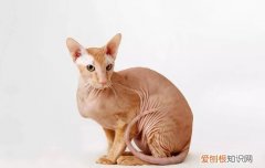 无毛猫寿命 无毛猫的寿命