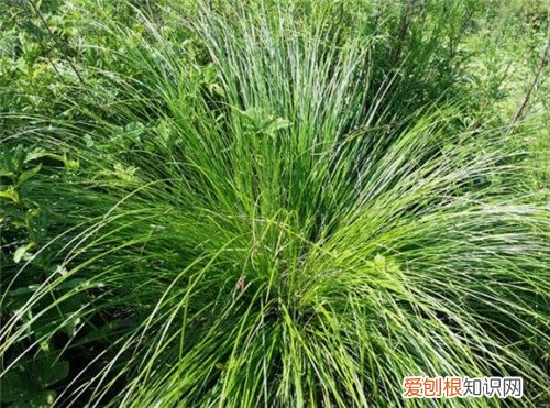 乌拉草图片大全 乌拉草到底有没有药用价值呢