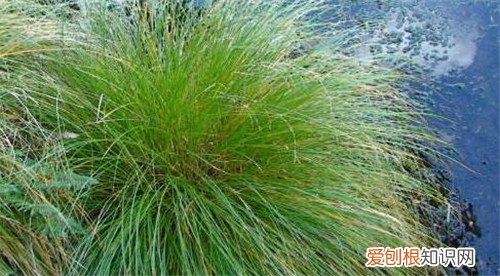乌拉草图片大全 乌拉草到底有没有药用价值呢