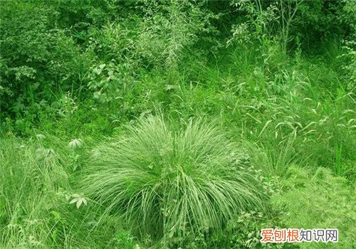 乌拉草图片大全 乌拉草到底有没有药用价值呢