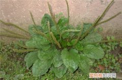 车前草籽的功效 车前草具体服用方法