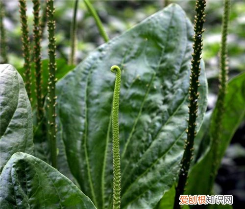 车前草籽的功效 车前草具体服用方法