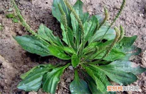 车前草籽的功效 车前草具体服用方法