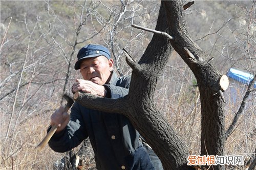 杏树嫁接步骤和方法 掌握三点即可轻松嫁接