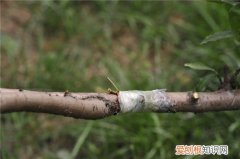 杏树嫁接步骤和方法 掌握三点即可轻松嫁接