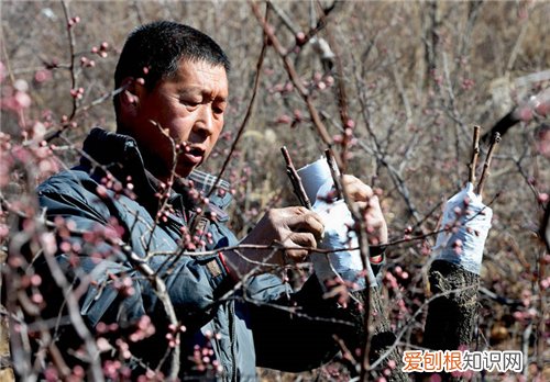 杏树嫁接步骤和方法 掌握三点即可轻松嫁接