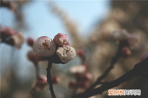 杏树嫁接步骤和方法 掌握三点即可轻松嫁接