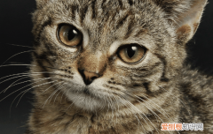 怎么让猫不往床上跑 怎样让猫咪不往床上跑