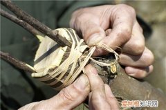 樱桃树嫁接常用的五种砧木 嫁接一定要选好砧木