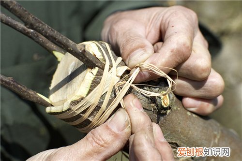 樱桃树嫁接常用的五种砧木 嫁接一定要选好砧木