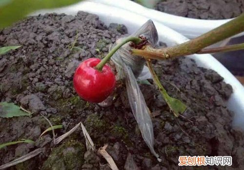 樱桃树嫁接常用的五种砧木 嫁接一定要选好砧木