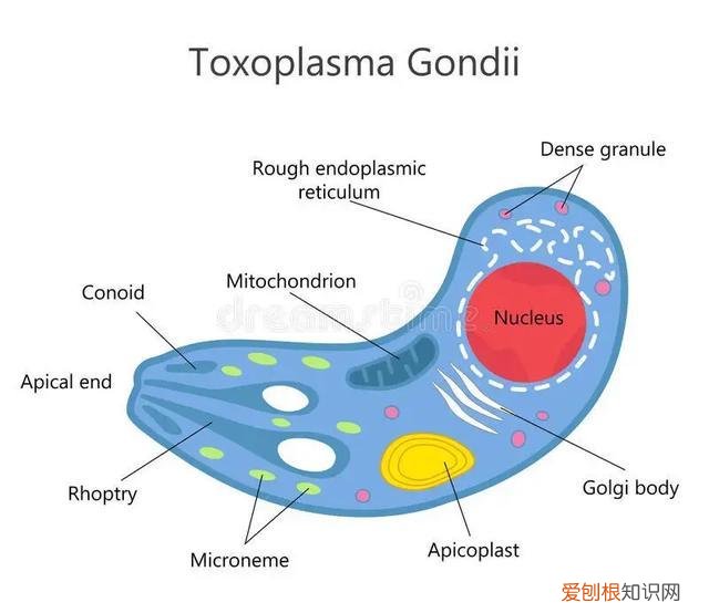 宠物得弓形虫，[宠物知识科普]《人畜共患之弓形虫病》
