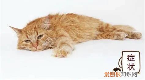 宠物得弓形虫，[宠物知识科普]《人畜共患之弓形虫病》