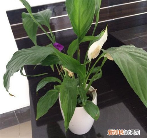滴水观音花有毒吗 滴水观音的种植方法
