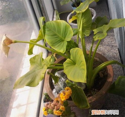 滴水观音花有毒吗 滴水观音的种植方法
