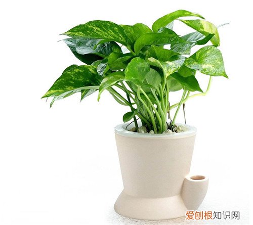 花叶绿萝的养殖技巧花叶绿萝作用有哪些