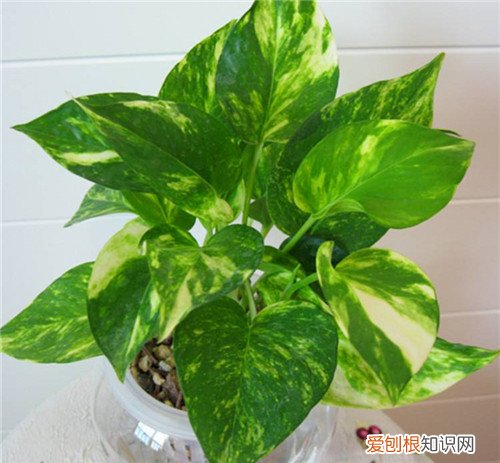 花叶绿萝的养殖技巧花叶绿萝作用有哪些