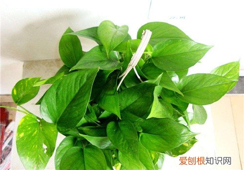 花叶绿萝的养殖技巧花叶绿萝作用有哪些