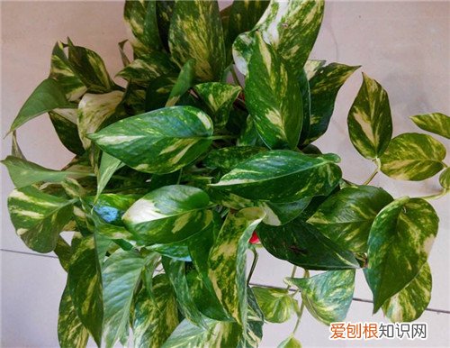 花叶绿萝的养殖技巧花叶绿萝作用有哪些