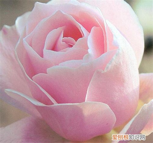 粉红色玫瑰花的花语 粉红色玫瑰花的搭配技巧