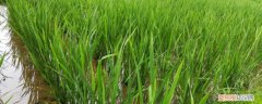 茭白有什么功效与作用 茭白是什么，禁忌、功效与作用